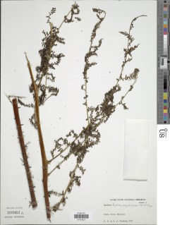 Alsophila polystichoides image