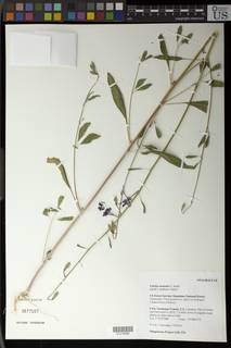 Image of Clarkia australis