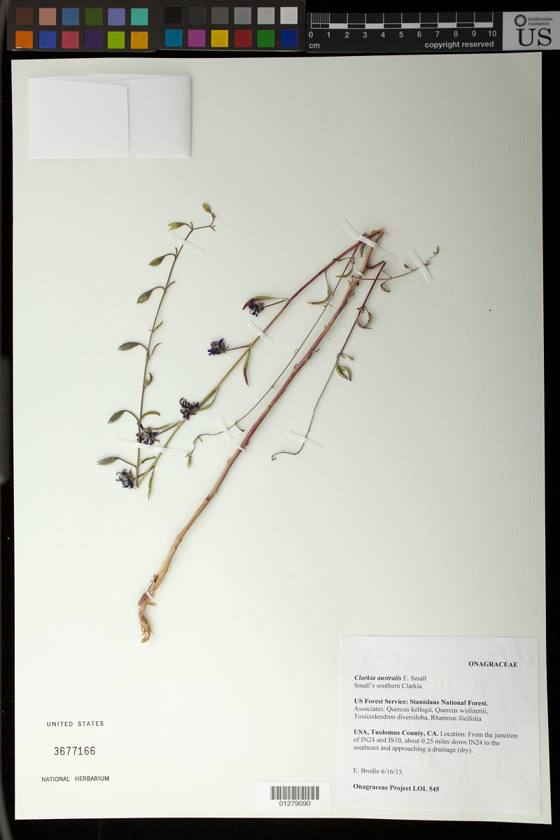 Clarkia australis image