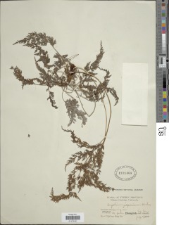 Onychium japonicum image