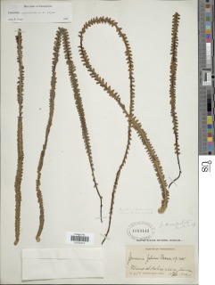Jamesonia auriculata image