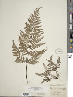 Pityrogramma chrysophylla image