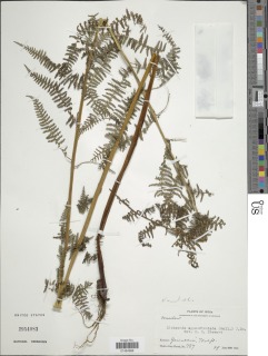 Dennstaedtia appendiculata image