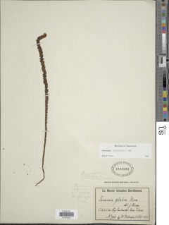Jamesonia rotundifolia image