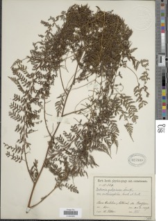 Dennstaedtia spinosa image