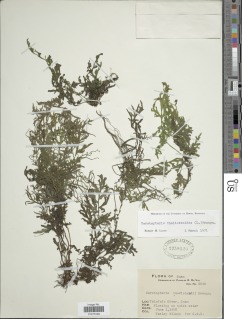 Ceratopteris thalictroides subsp. gaudichaudii image