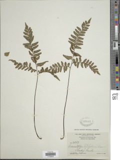 Adiantum latifolium image