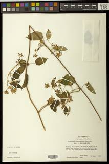 Gonolobus prasinanthus image