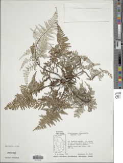 Pityrogramma chrysophylla image