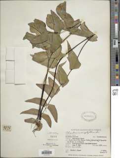 Adiantum macrophyllum image