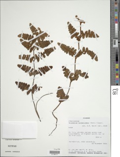 Jamesonia aureonitens image