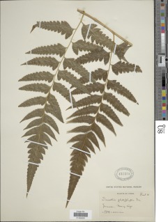 Microlepia platyphylla image