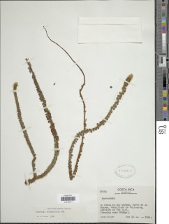 Jamesonia rotundifolia image