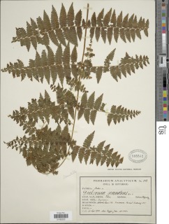 Dennstaedtia scandens image