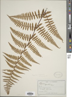 Hypolepis rugosula subsp. rufobarbata image