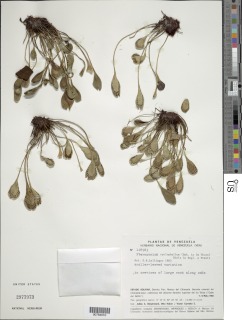 Pterozonium cyclophyllum image