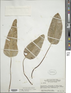 Pterozonium paraphysatum image