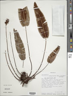 Pterozonium elaphoglossoides image