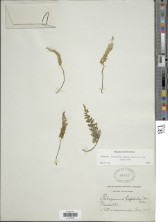Jamesonia hispidula image