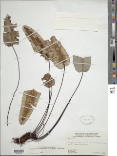Pterozonium brevifrons image