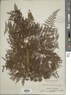 Dennstaedtia resinifera image