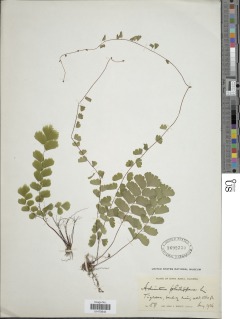 Adiantum philippense subsp. philippense image
