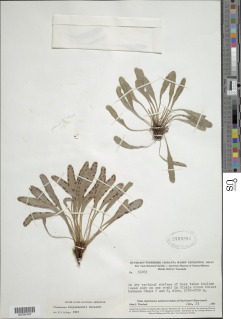 Pterozonium steyermarkii image