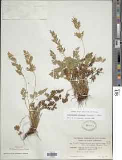 Cryptogramma sitchensis image