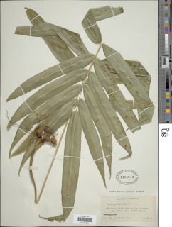 Pteris grandifolia image