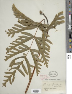 Pteris dissitifolia image