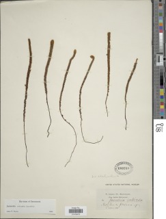 Jamesonia robusta image