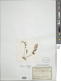 Anogramma leptophylla image