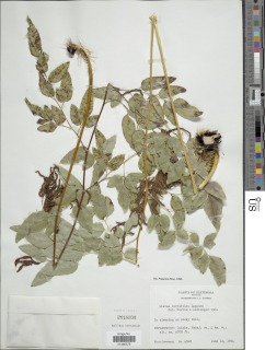 Image of Llavea cordifolia