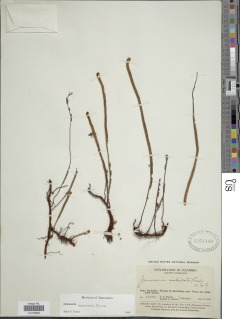 Jamesonia bogotensis image