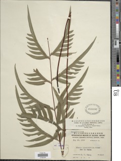 Pteris dissitifolia image