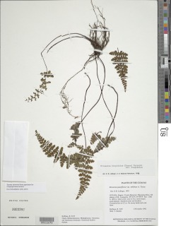 Jamesonia hispidula image