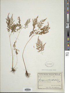 Gastoniella chaerophylla image