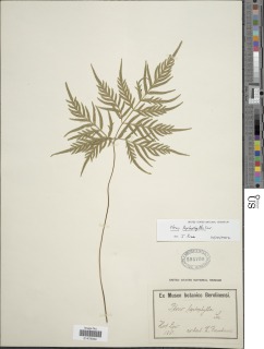 Pteris leptophylla image
