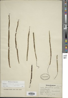 Jamesonia imbricata var. glutinosa image