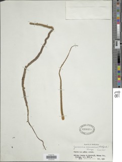 Jamesonia canescens image
