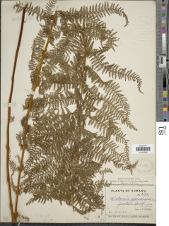Dennstaedtia appendiculata image