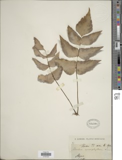 Adiantum macrophyllum image
