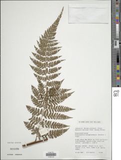 Dennstaedtia novoguineensis image