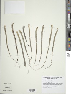 Jamesonia canescens image