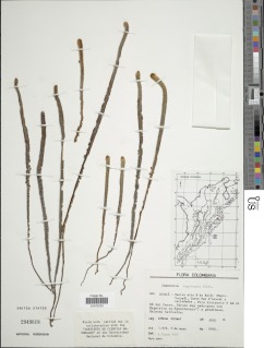 Jamesonia bogotensis image