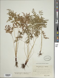 Gastoniella chaerophylla image