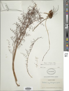 Pellaea myrtillifolia image