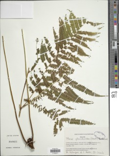 Pteris pteridioides image