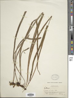 Haplopteris zosterifolia image