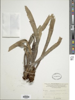 Antrophyum novae-caledoniae image